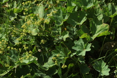 Alchemilla leiophylla