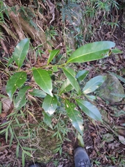 Cryptocarya bidwillii