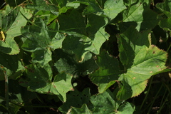 Alchemilla leiophylla