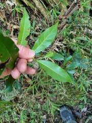 Cryptocarya bidwillii