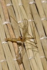 Erioptera