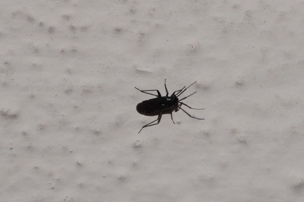 Pachytomella