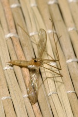Erioptera