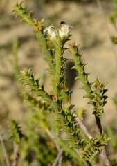 Euchaetis pungens
