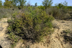 Euchaetis pungens