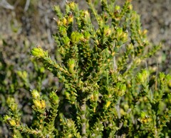 Euchaetis pungens