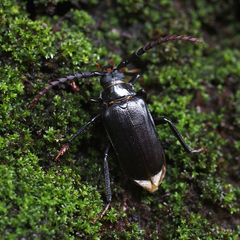 Prionus insularis