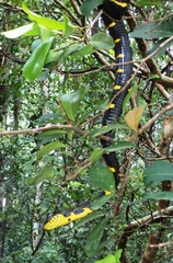 Boiga melanota
