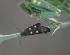 Parascythris muelleri