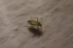 Macrotylus atricapillus