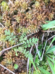 Pedicularis sylvatica