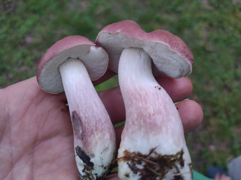 lilac bolete from Norton, VA 24273, USA on August 12, 2022 at 08:22 PM ...