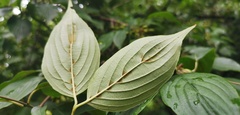 Cornus officinalis