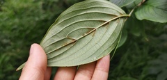 Cornus officinalis