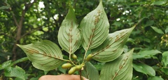 Cornus officinalis