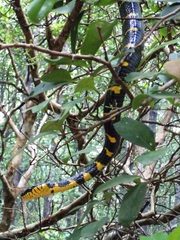 Boiga melanota