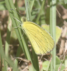 Eurema brigitta