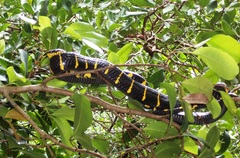 Boiga melanota