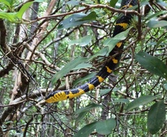 Boiga melanota