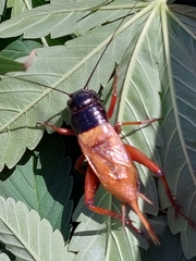 Gryllus campestris