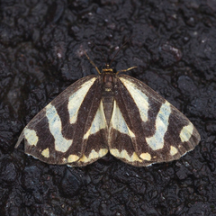 Psychostrophia melanargia