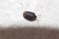 Ochetostethus