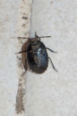 Canthophorus melanopterus
