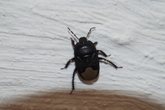Cydnus aterrimus