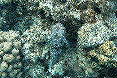 Cyclichthys spilostylus