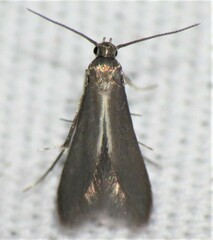 Schreckensteinia erythriella