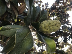 Magnolia