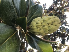 Magnolia