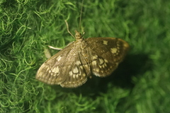 Anania stachydalis