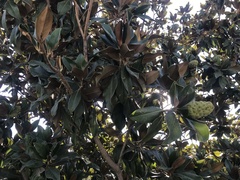 Magnolia