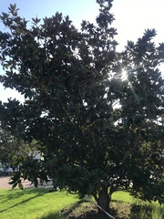 Magnolia