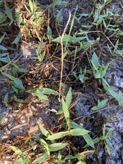 Digitaria longiflora