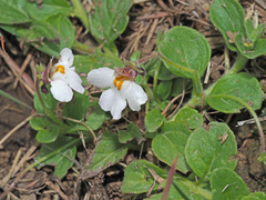 Diclis rotundifolia