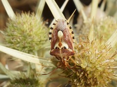 Codophila varia