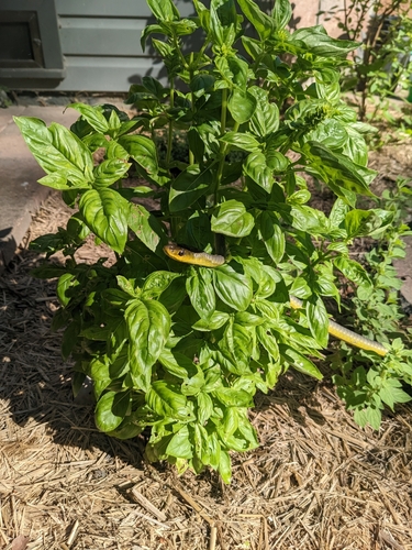 Common Tree Snake sighting