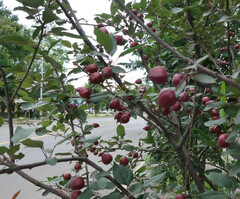 Malus purpurea