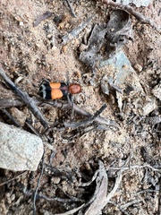 Enoclerus muttkowskii