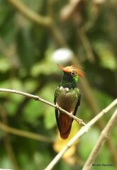 Lophornis delattrei image