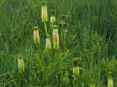 Eucomis bicolor