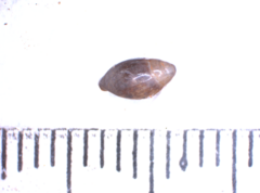 Ellobiidae