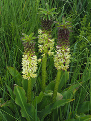 Eucomis bicolor