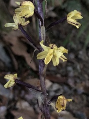 Aphyllorchis montana