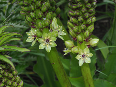 Eucomis bicolor