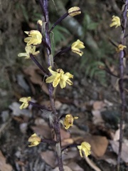 Aphyllorchis montana