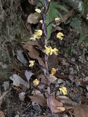 Aphyllorchis montana