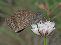 Ypthima asterope hereroica